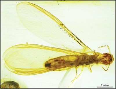 Termite Valkyries: Soldier-Like Alate Termites From the Cretaceous and Task Specialization in the Early Evolution of Isoptera